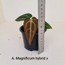 Load image into Gallery viewer, ULTIMATE ANTHURIUM PACKAGE - 7 x Plants