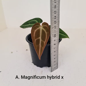 ULTIMATE ANTHURIUM PACKAGE - 7 x Plants