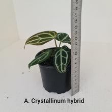 Load image into Gallery viewer, ULTIMATE ANTHURIUM PACKAGE - 7 x Plants