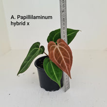 Load image into Gallery viewer, ULTIMATE ANTHURIUM PACKAGE - 7 x Plants