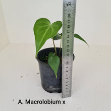 Load image into Gallery viewer, ULTIMATE ANTHURIUM PACKAGE - 7 x Plants