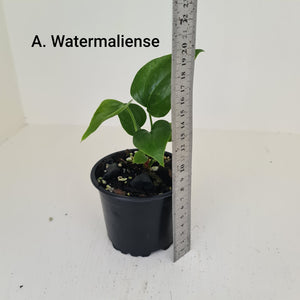ULTIMATE ANTHURIUM PACKAGE - 7 x Plants