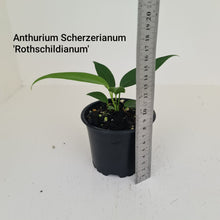 Load image into Gallery viewer, ULTIMATE ANTHURIUM PACKAGE - 7 x Plants