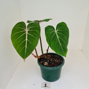 #1 Philodendron Gloriosum