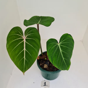 #1 Philodendron Gloriosum