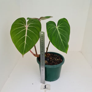 #1 Philodendron Gloriosum