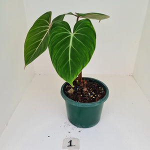 #1 Philodendron Gloriosum