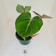 Load image into Gallery viewer, #1 Philodendron Gloriosum