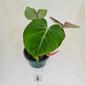 #1 Philodendron Gloriosum