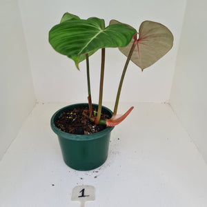 #1 Philodendron Gloriosum