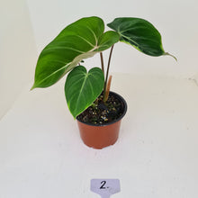 Load image into Gallery viewer, #2 Philodendron Gloriosum