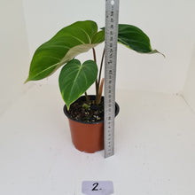 Load image into Gallery viewer, #2 Philodendron Gloriosum