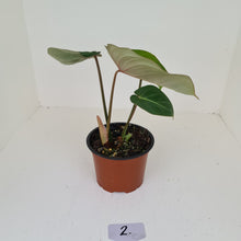 Load image into Gallery viewer, #2 Philodendron Gloriosum