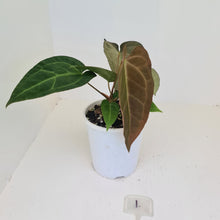 Load image into Gallery viewer, #1 Anthurium &#39;Velvet Shadow&#39;