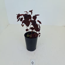 Load image into Gallery viewer, #4 Oxalis Hedysaroides - Fire Fern
