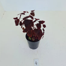 Load image into Gallery viewer, #4 Oxalis Hedysaroides - Fire Fern
