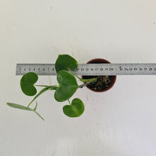 Load image into Gallery viewer, Philodendron Grazielae