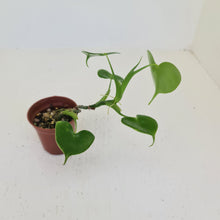 Load image into Gallery viewer, Philodendron Grazielae