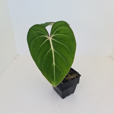 Philodendron Gloriosum