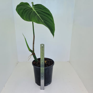 Philodendron Glorious (Melanochrysum x Gloriosum) - Well rooted tip cutting