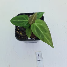 Load image into Gallery viewer, #1 Anthurium Magnificum Hybrid x - Seedling - 2 x heads