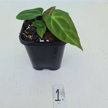 Load image into Gallery viewer, #1 Anthurium Magnificum Hybrid x - Seedling - 2 x heads