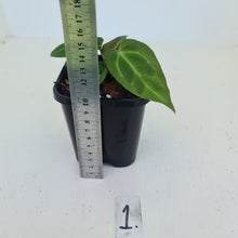 Load image into Gallery viewer, #1 Anthurium Magnificum Hybrid x - Seedling - 2 x heads