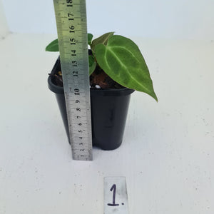 #1 Anthurium Magnificum Hybrid x - Seedling - 2 x heads