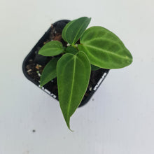 Load image into Gallery viewer, #2 Anthurium Magnificum Hybrid x - Seedling - 2 x heads