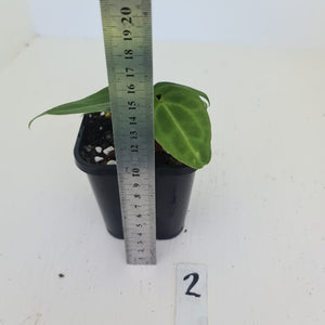 #2 Anthurium Magnificum Hybrid x - Seedling - 2 x heads