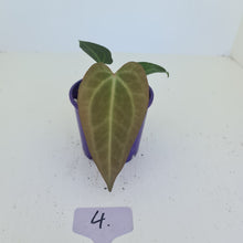 Load image into Gallery viewer, #4 Anthurium Magnificum Hybrid x - Seedling