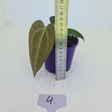 Load image into Gallery viewer, #4 Anthurium Magnificum Hybrid x - Seedling