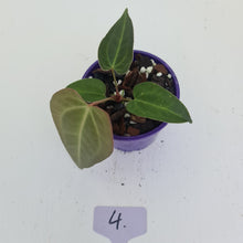 Load image into Gallery viewer, #4 Anthurium Magnificum Hybrid x - Seedling