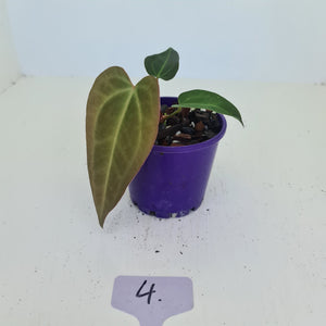 #4 Anthurium Magnificum Hybrid x - Seedling