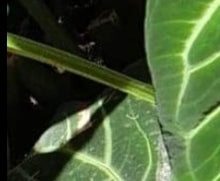 Load image into Gallery viewer, #2 Anthurium Magnificum - Seedling