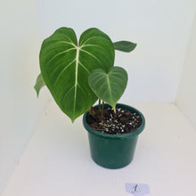 Load image into Gallery viewer, #1 Philodendron Gloriosum