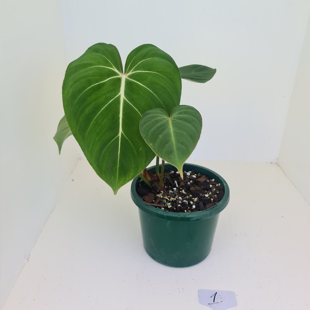 #1 Philodendron Gloriosum