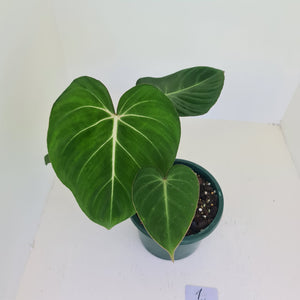 #1 Philodendron Gloriosum