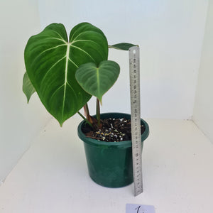 #1 Philodendron Gloriosum