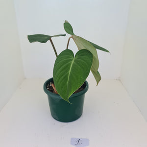 #1 Philodendron Gloriosum