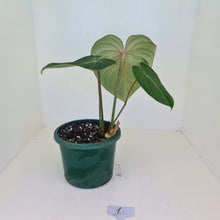 Load image into Gallery viewer, #1 Philodendron Gloriosum