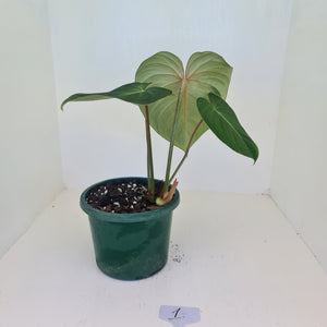 #1 Philodendron Gloriosum