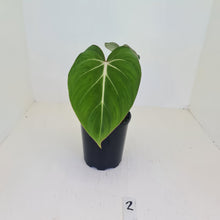 Load image into Gallery viewer, #2 Philodendron Gloriosum