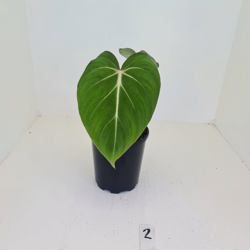 #2 Philodendron Gloriosum