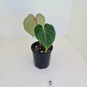 #2 Philodendron Gloriosum