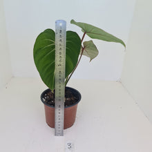 Load image into Gallery viewer, #3 Philodendron Gloriosum