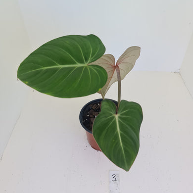 #3 Philodendron Gloriosum