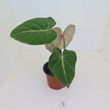 Load image into Gallery viewer, #3 Philodendron Gloriosum