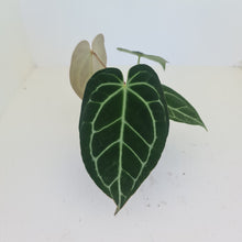 Load image into Gallery viewer, #1 Anthurium Crystallinum Hybrid