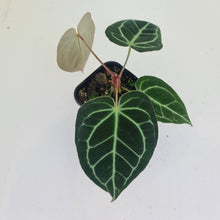 Load image into Gallery viewer, #1 Anthurium Crystallinum Hybrid
